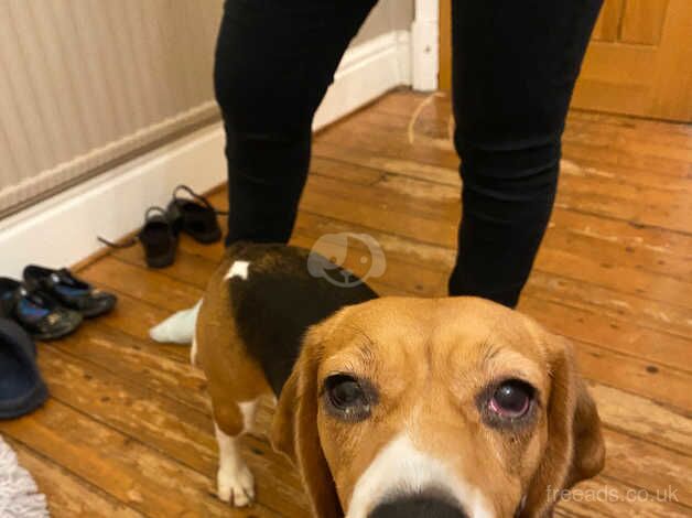 Beagle for rehoming for sale in Leeds, West Yorkshire