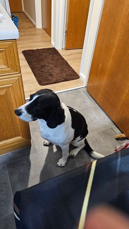Beagle puppies for sale in Pontypridd, Mid Glamorgan – 6 years old