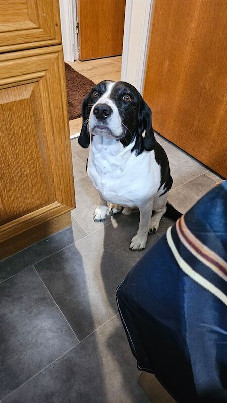 Beagle puppies for sale in Pontypridd, Mid Glamorgan – 6 years old - Image 2 of 2