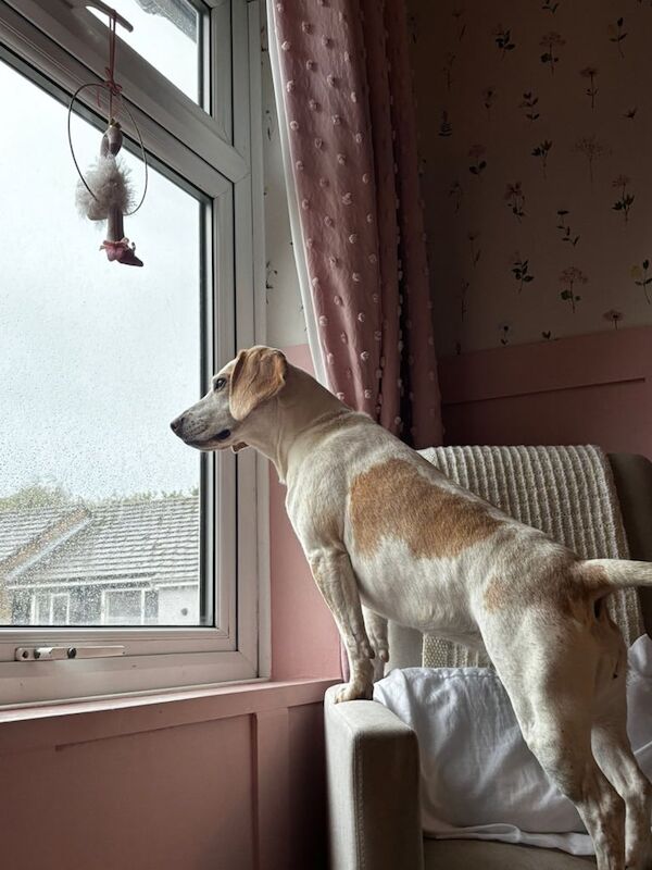 Beagle puppies for sale in Harwich, Essex – 7 years old