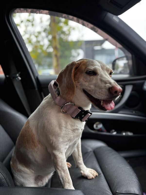 Beagle puppies for sale in Harwich, Essex – 7 years old - Image 2 of 3