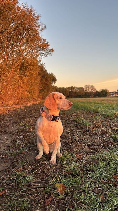 Beagle puppies for sale in Harwich, Essex – 7 years old - Image 3 of 3