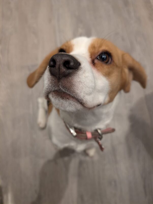 Beagle puppies for sale in Ormskirk, Lancashire – 11 months old