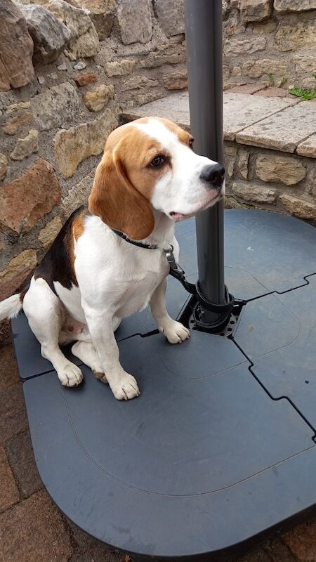 Beagle for stud - Image 3 of 4