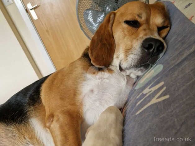Beagle Male looking for urgent rehome for sale in Fareham, Hampshire