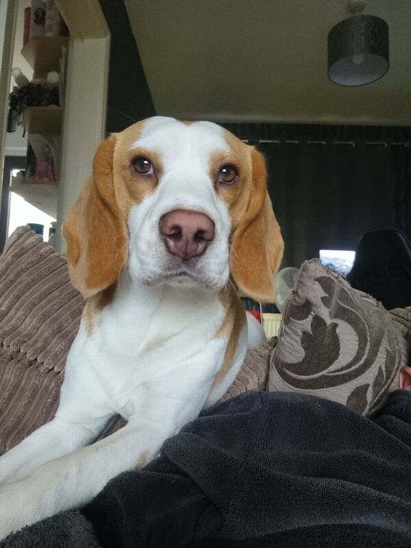 Beagle puppies for sale in Forfar, Angus – 1 year old