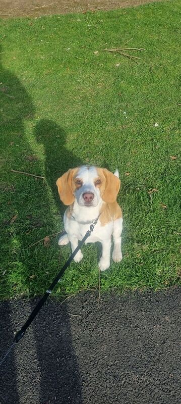 Beagle puppies for sale in Forfar, Angus – 1 year old - Image 2 of 3