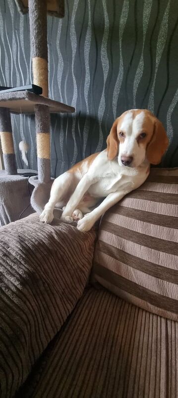 Beagle puppies for sale in Forfar, Angus – 1 year old - Image 3 of 3