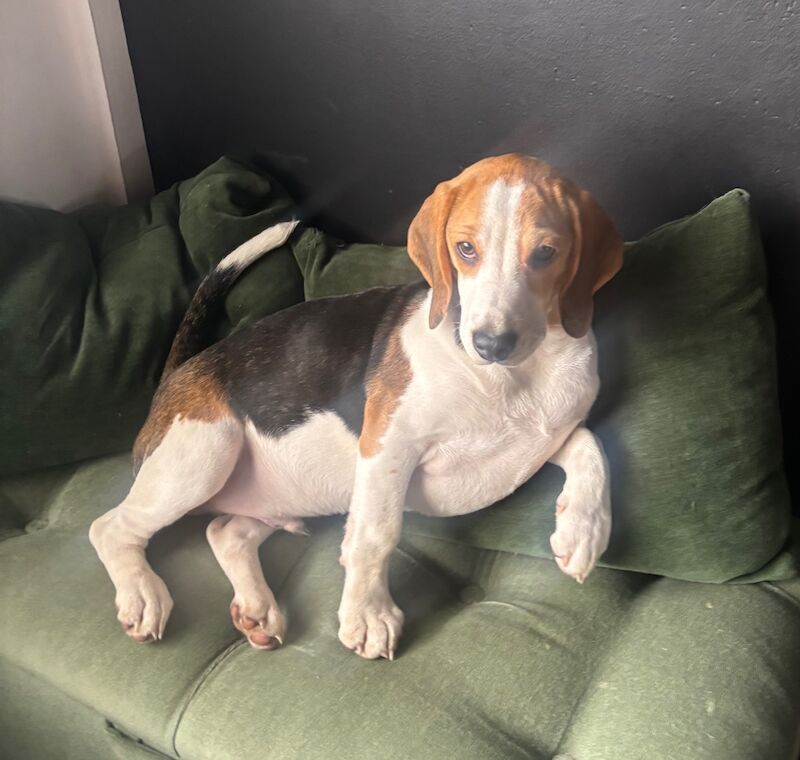 Beagle puppies for sale in Rushden, Northamptonshire – 8 months old