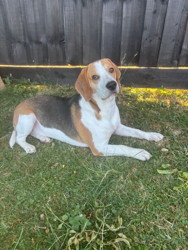 Beagle puppies for sale in Rushden, Northamptonshire – 8 months old