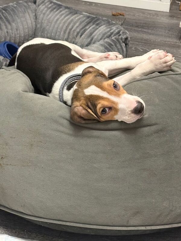 Beagle puppies for sale in Newtownabbey, County Antrim – 3 months old - Image 2 of 2