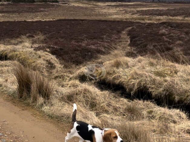 Beagle Pup 8 month old female for sale in Wick, Highland