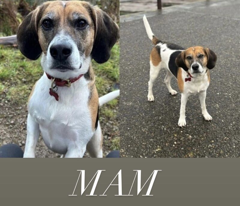 Beagle Puppies! for sale in Cumbria - Image 6
