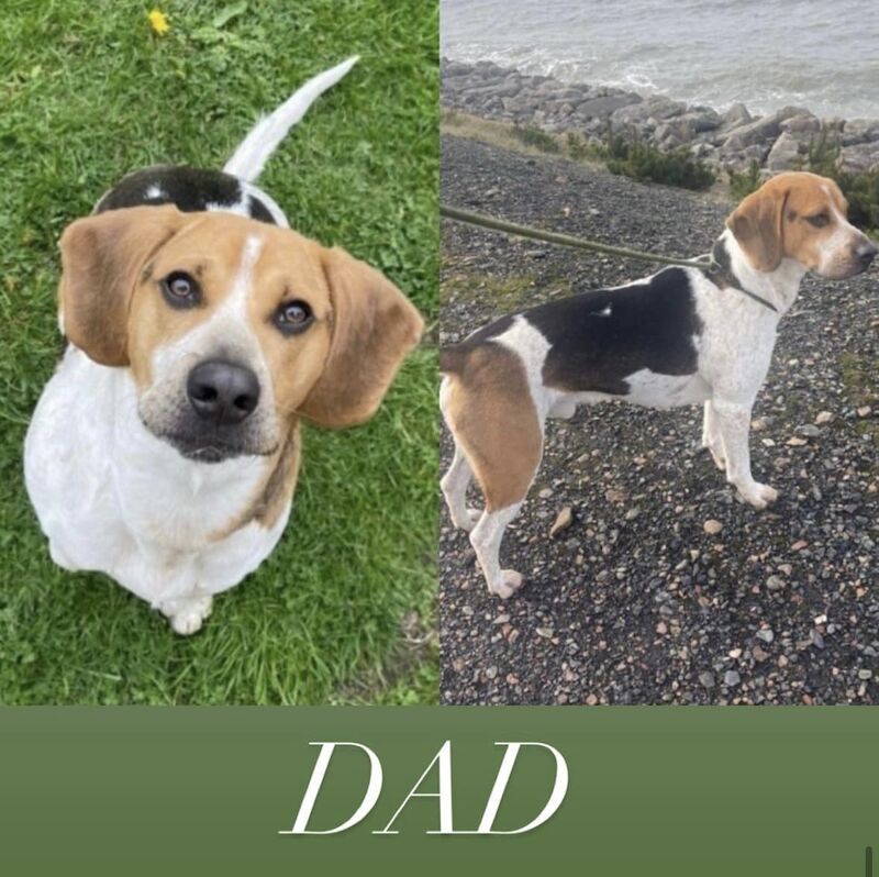 Beagle puppies for sale in Cumbria – 1 year old - Image 7 of 7