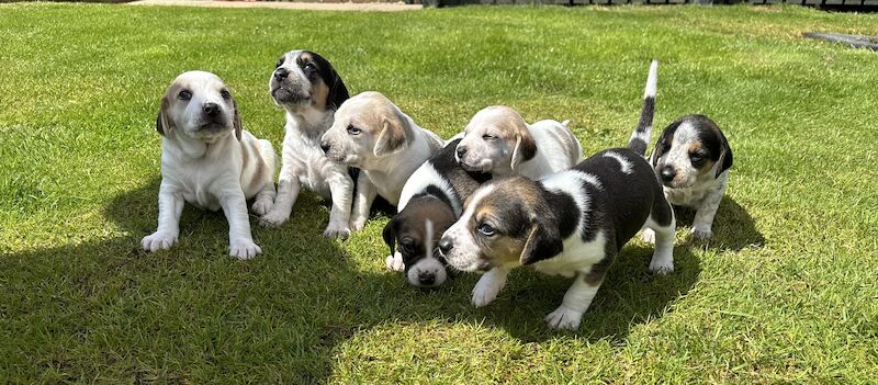 Beagle puppies for sale in Cumbria – 1 year old - Image 5 of 7