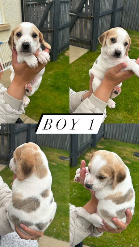Beagle Puppies! for sale in Cumbria - Image 2