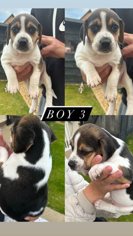 Beagle Puppies! for sale in Cumbria - Image 3