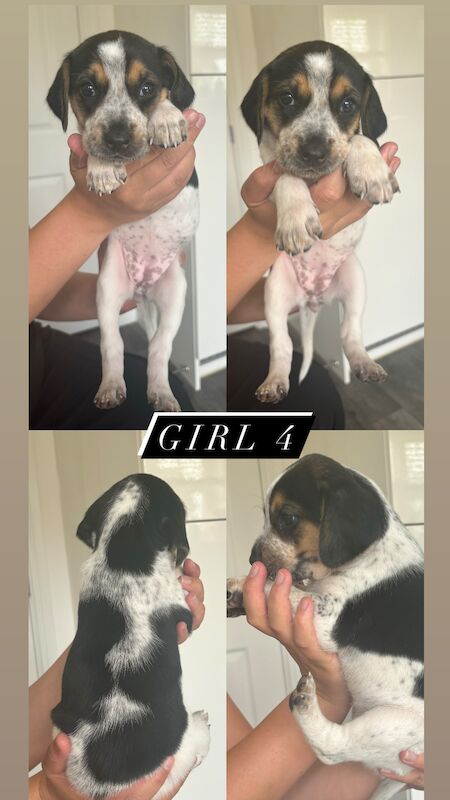 Beagle Puppies! for sale in Cumbria | Image 4