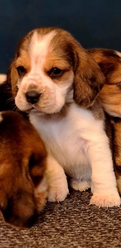 Beagle puppies for sale in Blackburn, Lancashire – 12 months old - Image 2 of 3