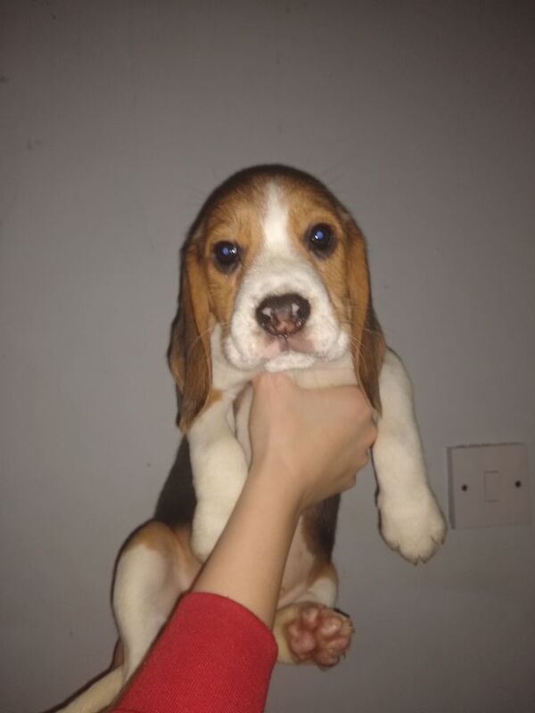Beagle puppies for sale in Manchester, Greater Manchester – 1 year old