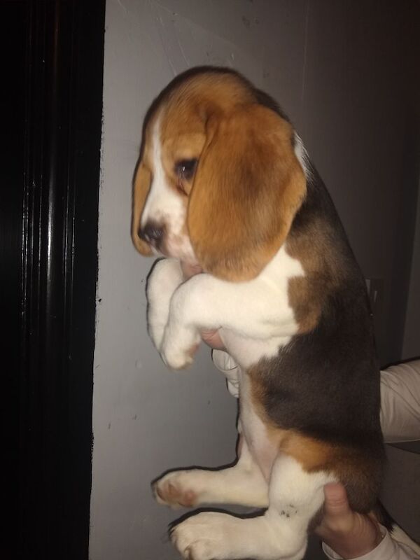 Beagle puppies for sale in Manchester, Greater Manchester | Image 2