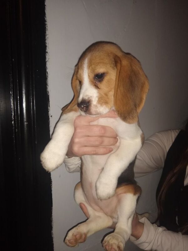 Beagle puppies for sale in Manchester, Greater Manchester - Image 3
