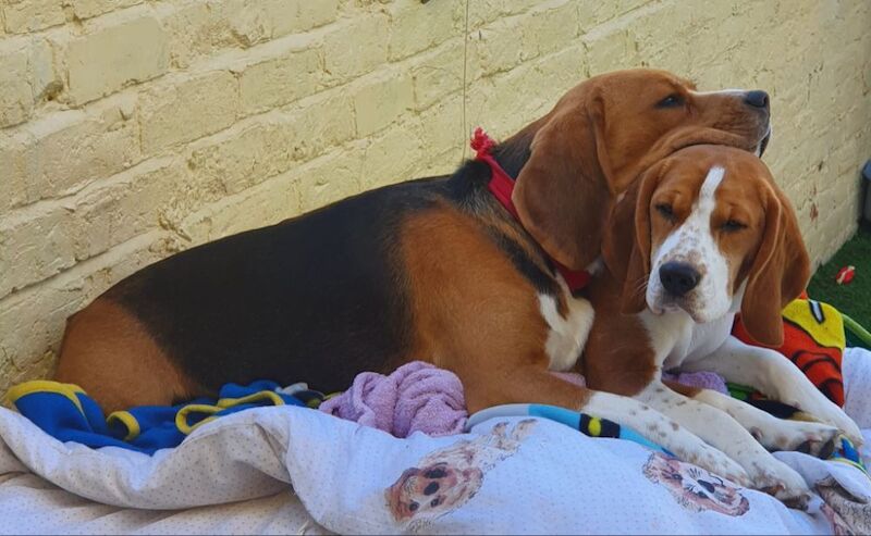 Beagle puppies for sale in Manchester, Greater Manchester | Image 4