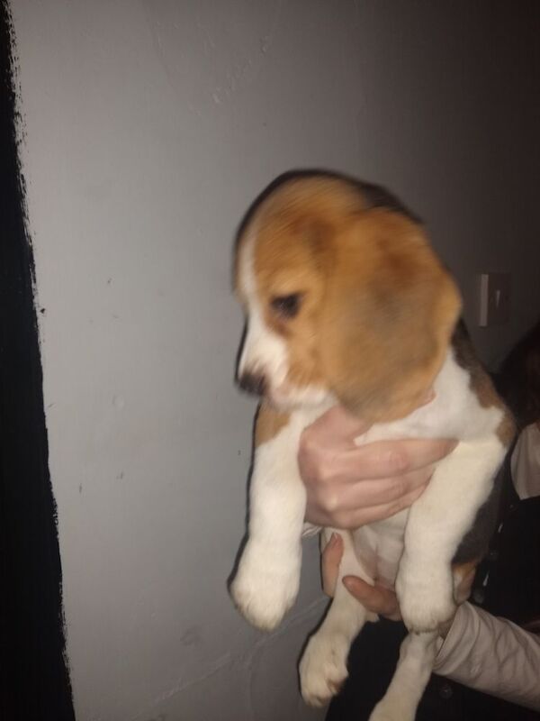 Beagle puppies for sale in Manchester, Greater Manchester – 9 months old - Image 5 of 6