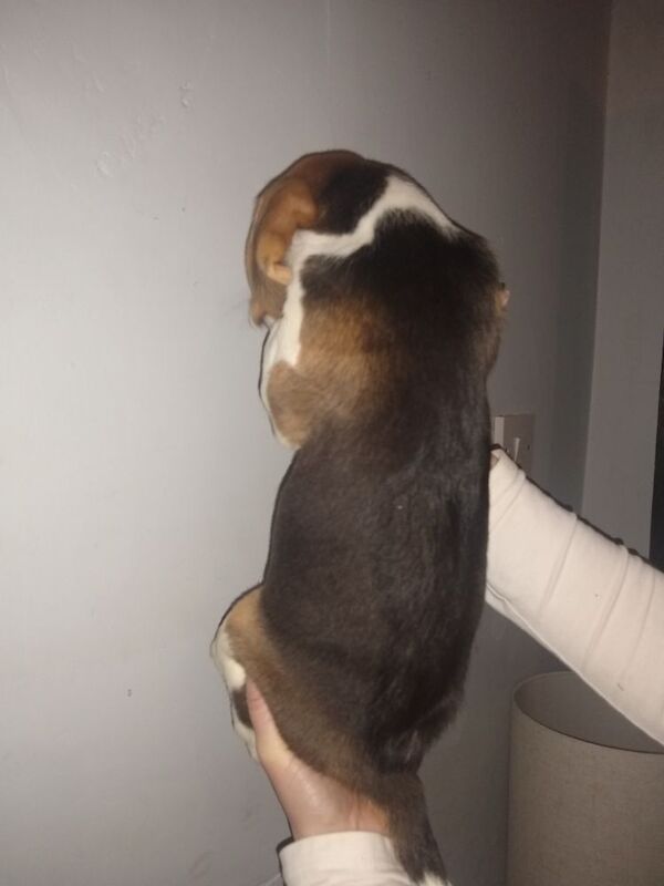 Beagle puppies for sale in Manchester, Greater Manchester – 9 months old - Image 6 of 6