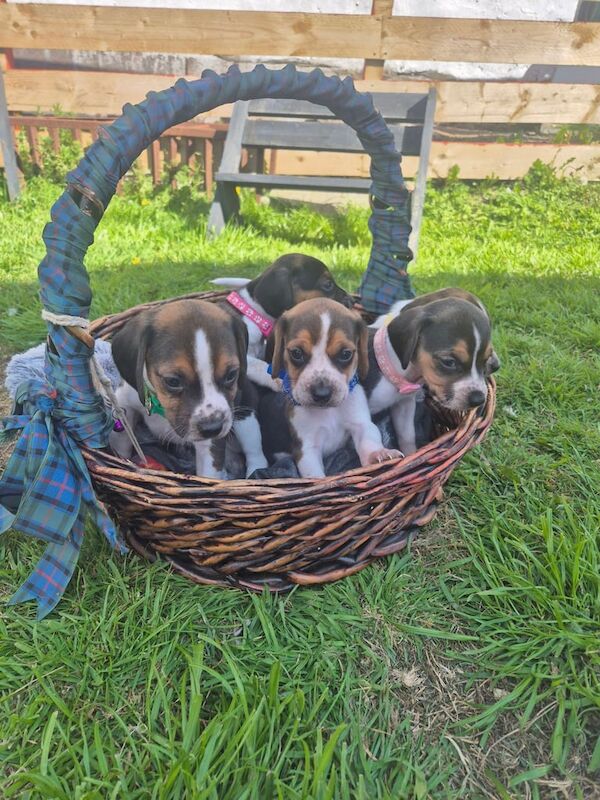 Beagle puppies for sale in Stranraer, Wigtown