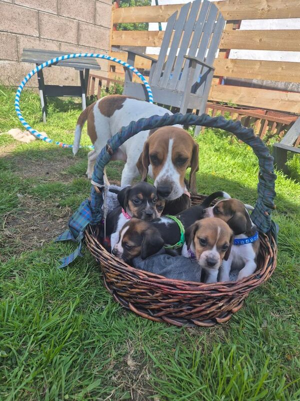 Beagle puppies for sale in Stranraer, Wigtown | Image 2