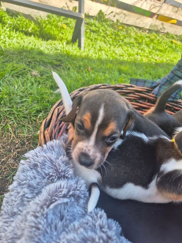 Beagle puppies for sale in Stranraer, Wigtown | Image 3