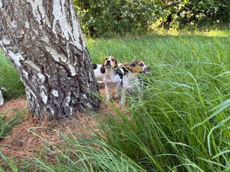 Beagle Puppies for sale in Hackney, Greater London