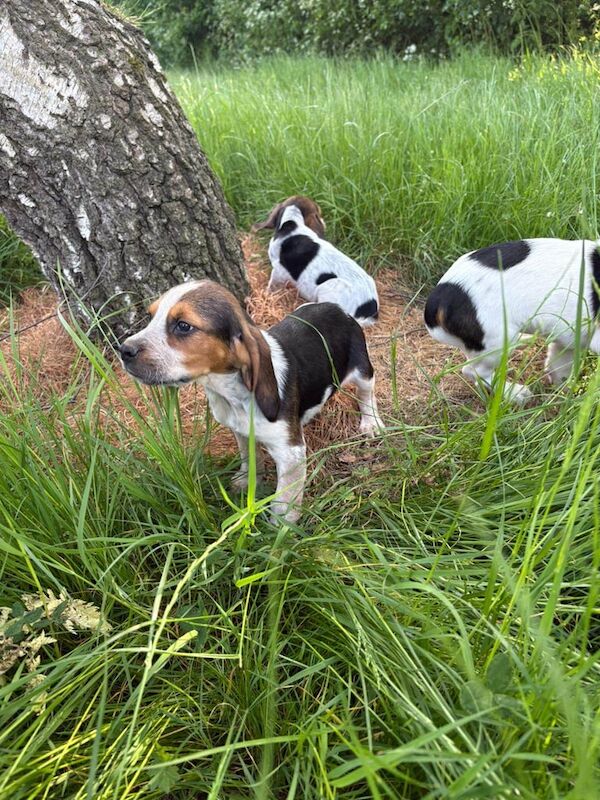 Beagle Puppies for sale in Hackney, Greater London | Image 2