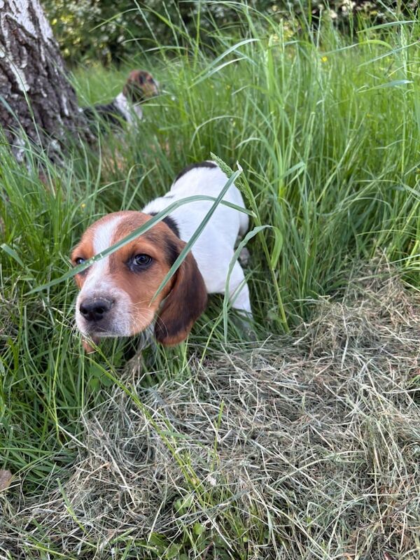 Beagle Puppies for sale in Hackney, Greater London | Image 3
