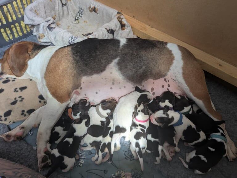 Beagle puppies for sale in Bransholme, East Riding of Yorkshire