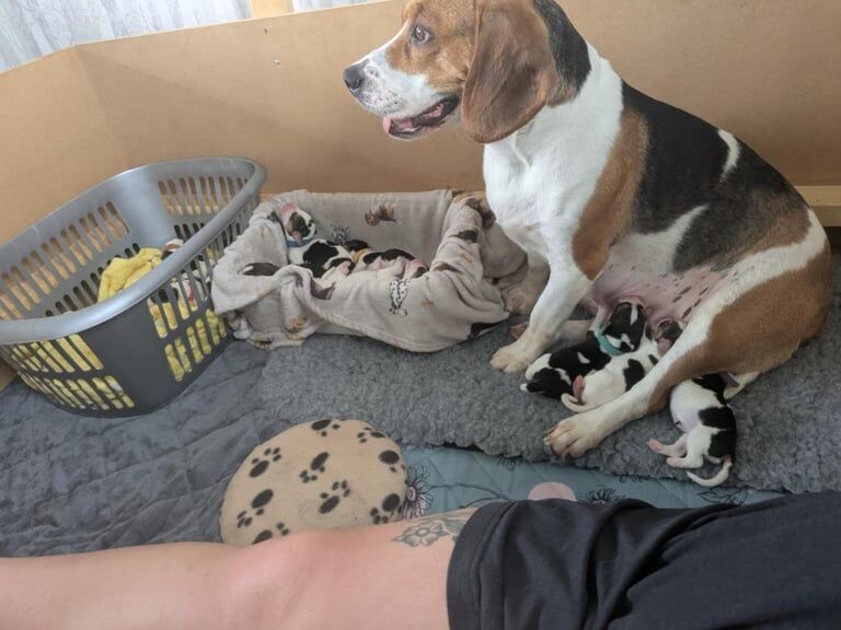 Beagle puppies for sale in Bransholme, East Riding of Yorkshire - Image 2