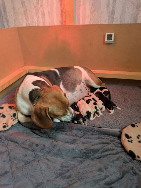 Beagle puppies for sale in Bransholme, East Riding of Yorkshire - Image 3