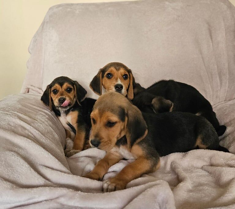 Beagle puppies for sale in Corstorphine, City of Edinburgh | Image 2