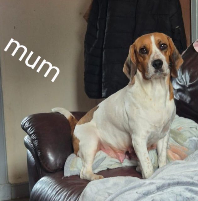 Beagle puppies for sale in Corstorphine, City of Edinburgh | Image 3