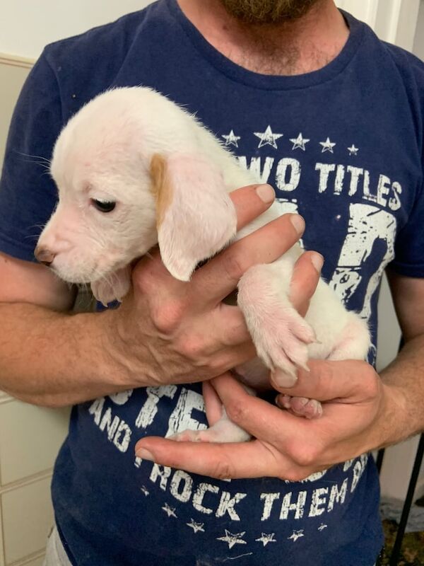 Beagle puppies for sale in Ipswich, Suffolk