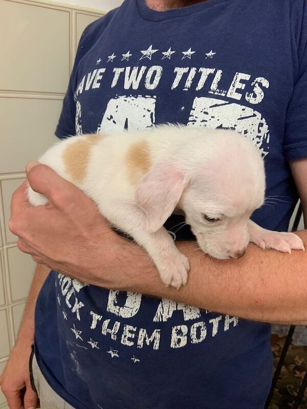 Beagle puppies for sale in Ipswich, Suffolk | Image 2