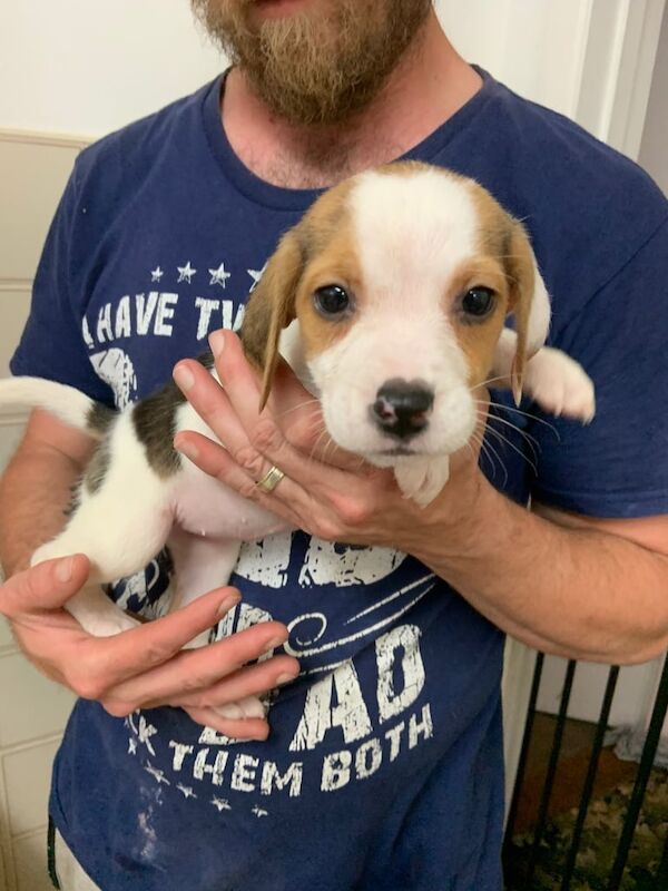 Beagle puppies for sale in Ipswich, Suffolk | Image 3