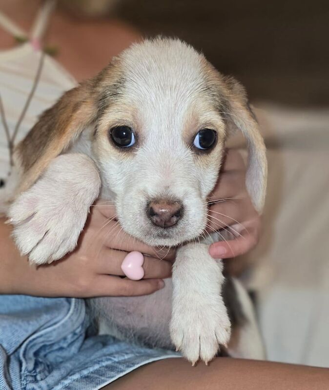 Beagle puppies for sale in Gants Hill, Greater London – 8 weeks old