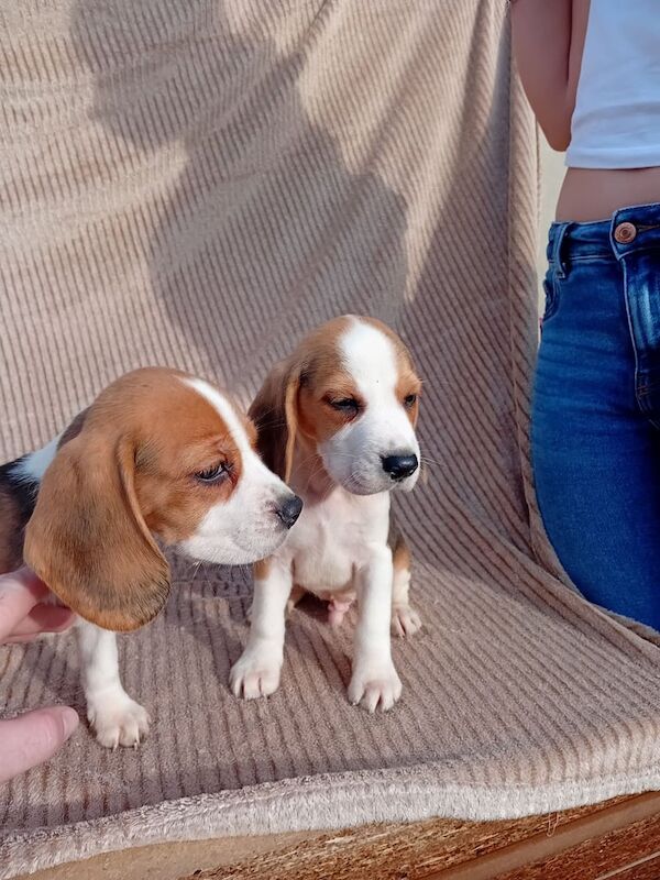 Beagle puppies for sale in Wakefield, West Yorkshire – 9 weeks old