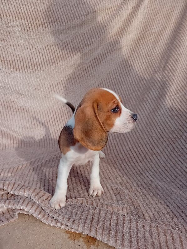 Beagle puppies for sale in Wakefield, West Yorkshire – 3 months old - Image 2 of 3