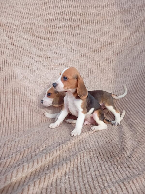 Beagle puppies for sale in Wakefield, West Yorkshire – 3 months old - Image 3 of 3