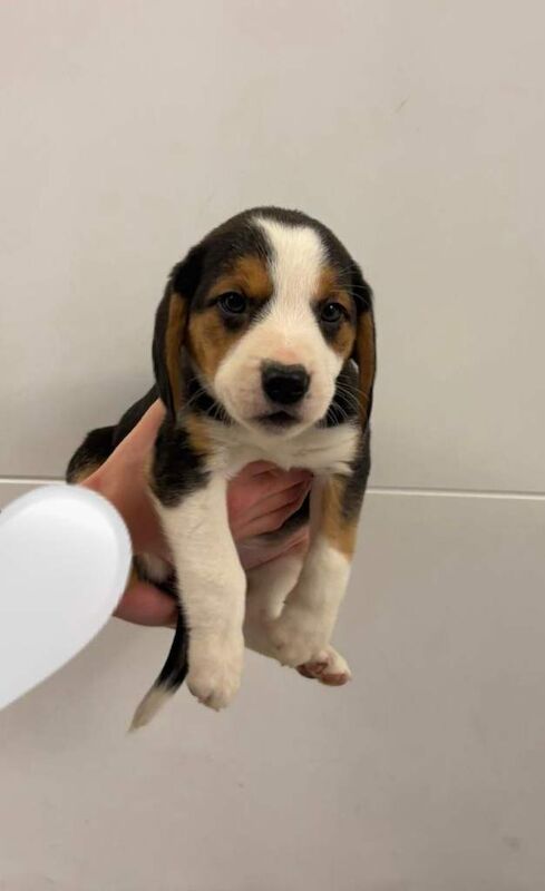 Beagle puppies for sale in Romford, Greater London – 8 weeks old