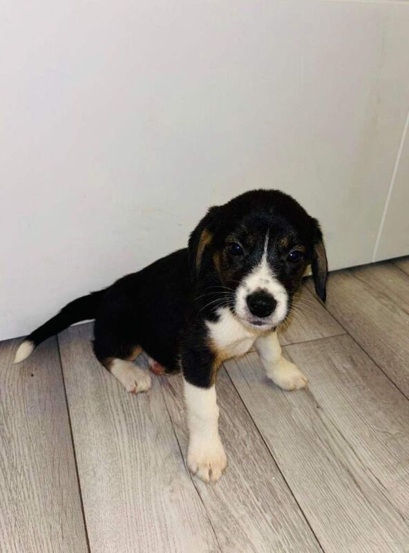 Beagle puppies for sale in Romford, Greater London β 8 weeks old - Image 2 of 6