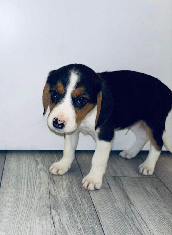 Beagle puppies for sale in Romford, Greater London β 8 weeks old - Image 3 of 6